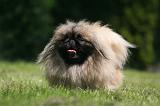 PEKINOIS 251